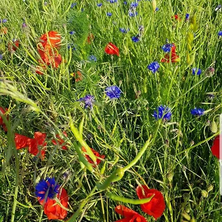 In Der Stegwiese Apartment Kaifenheim