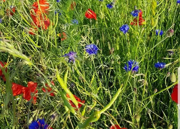 In Der Stegwiese Apartamento Kaifenheim